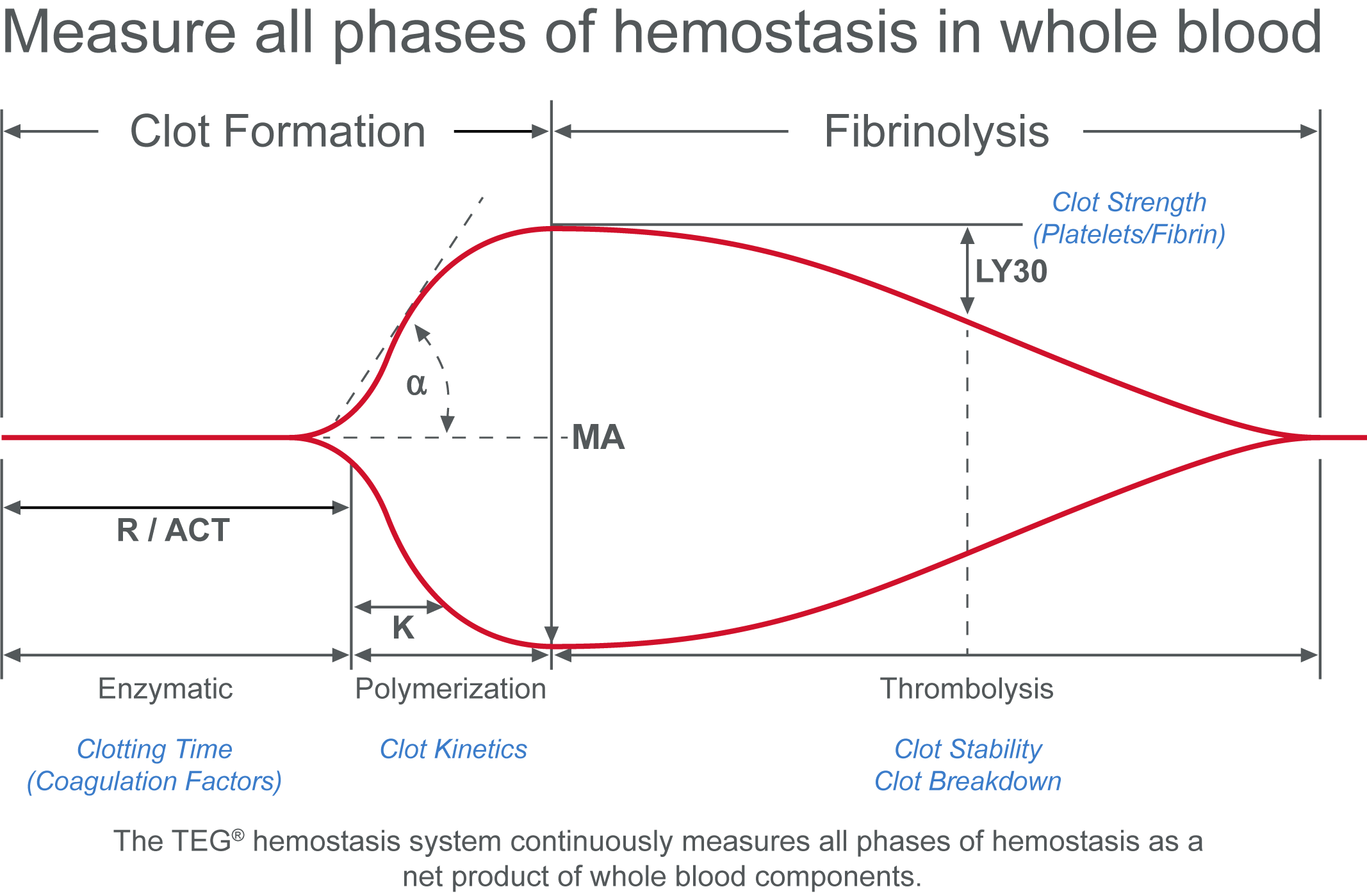 Measure all phases of hemostasis in whole blood